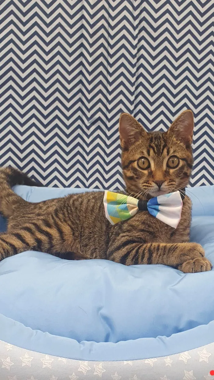 Gato ra a SRD-ViraLata idade 2 a 6 meses nome TRAKINAS 