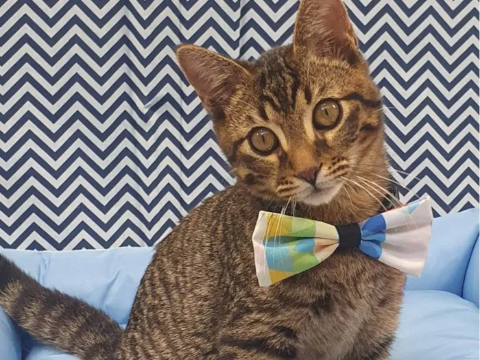 Gato ra a SRD-ViraLata idade 2 a 6 meses nome TRAKINAS 