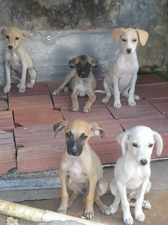 Cachorro ra a Mestiço  idade 2 a 6 meses nome Sem 