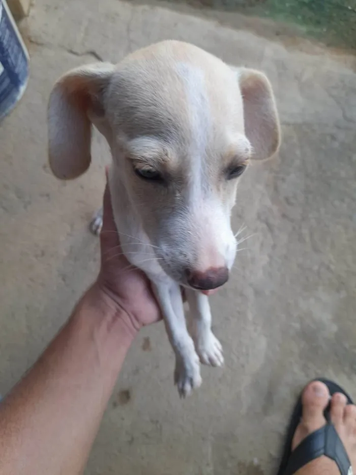 Cachorro ra a Mestiço  idade 2 a 6 meses nome Sem 