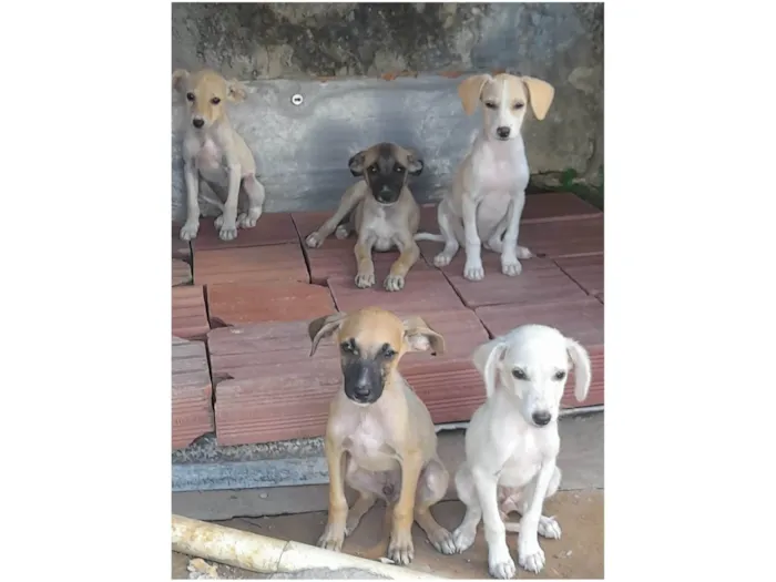 Cachorro ra a Mestiço  idade 2 a 6 meses nome Sem 