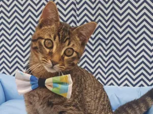 Gato raça SRD-ViraLata idade 2 a 6 meses nome TRAKINAS 