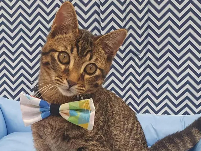 Gato ra a SRD-ViraLata idade 2 a 6 meses nome TRAKINAS 