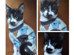 Gato raça Srd idade 2 a 6 meses nome Kate