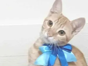 Gato raça srd tigradinha rara idade 2 a 6 meses nome SOL