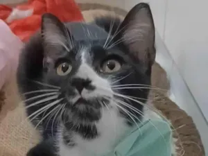 Gato raça srd frajolinha idade 2 a 6 meses nome MANOEL