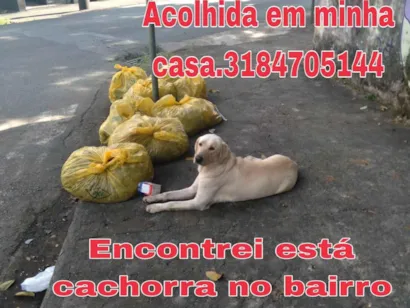 Cachorro raça Labrador idade 7 a 11 meses nome Sem nome