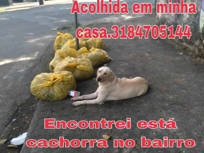 Cachorro ra a Labrador idade 7 a 11 meses nome Sem nome