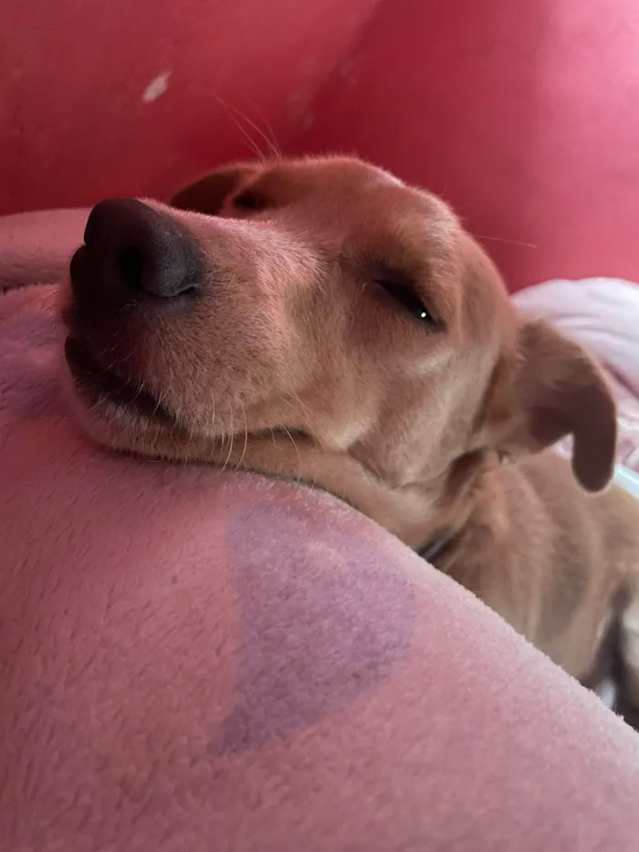 Cachorro ra a SRD-ViraLata idade 2 anos nome SPARK