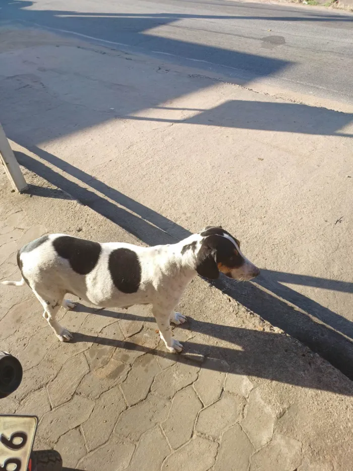 Cachorro ra a Não  sei idade 2 anos nome Não sei