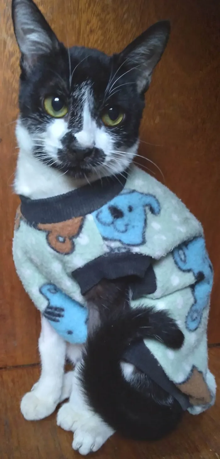Gato ra a SRD-ViraLata idade 2 a 6 meses nome Kate lucý resolvido