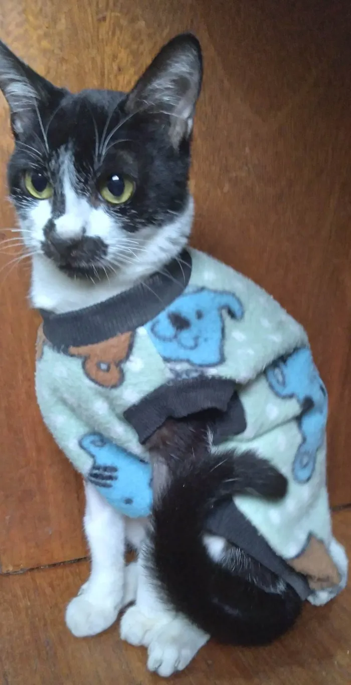 Gato ra a SRD-ViraLata idade 2 a 6 meses nome Kate lucý resolvido