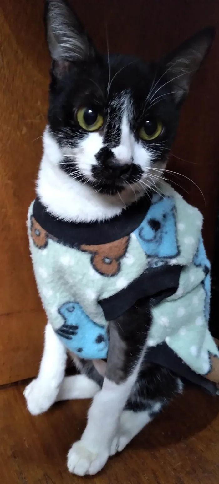 Gato ra a SRD-ViraLata idade 2 a 6 meses nome Kate lucý resolvido