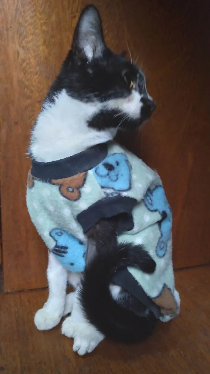 Gato ra a SRD-ViraLata idade 2 a 6 meses nome Kate lucý resolvido