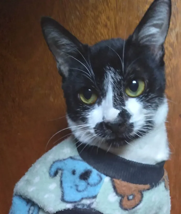 Gato ra a SRD-ViraLata idade 2 a 6 meses nome Kate lucý resolvido