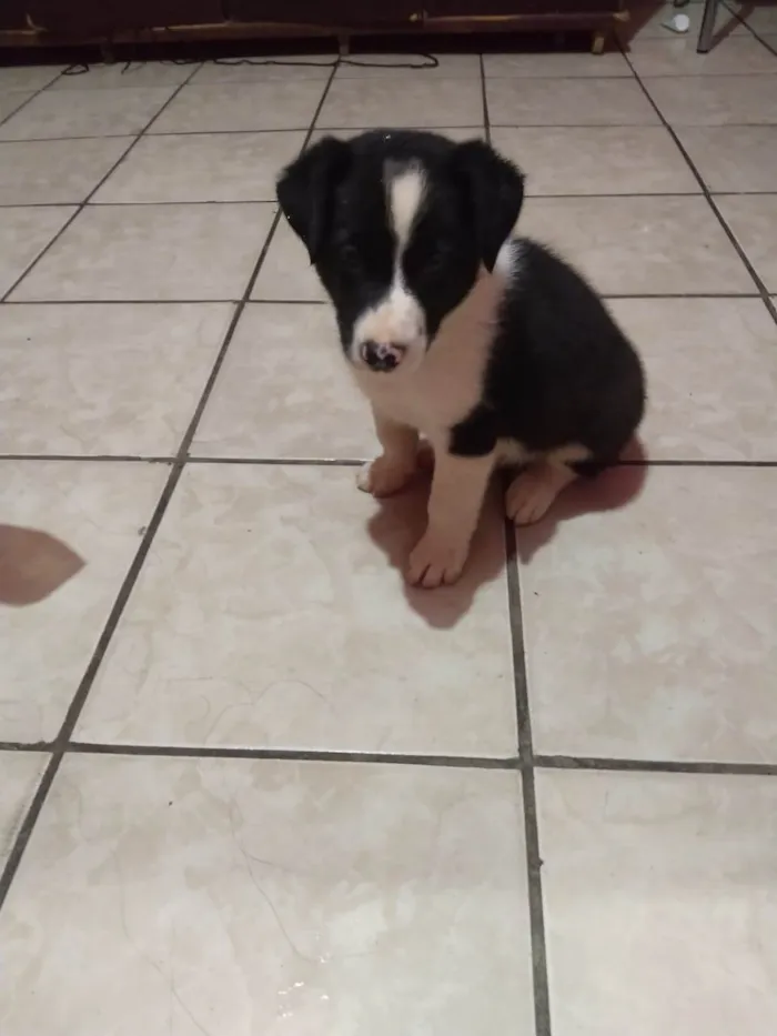 Cachorro raça Bolder coller idade 2 anos nome Boby