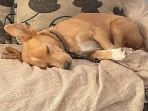 Cachorro raça SRD-ViraLata idade 2 anos nome SPARK