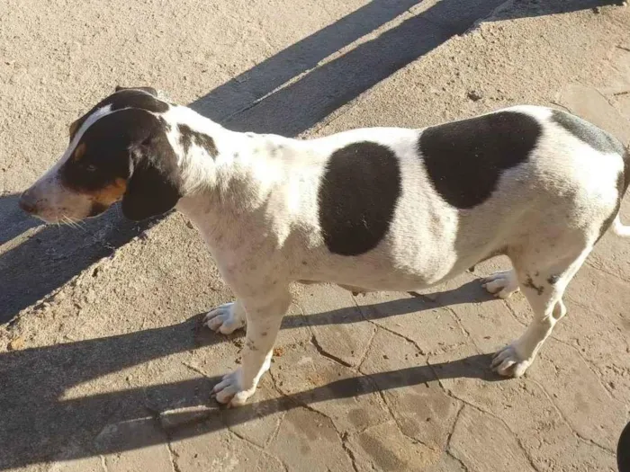 Cachorro ra a Não  sei idade 2 anos nome Não sei