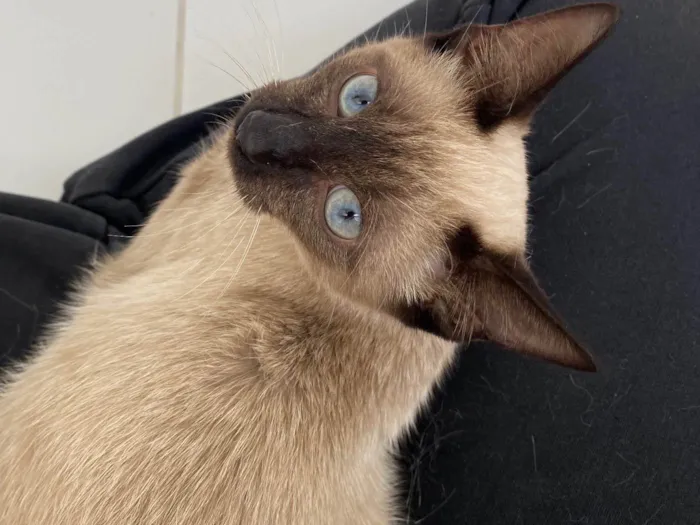 Gato ra a Siamês idade 2 a 6 meses nome Amendoim 