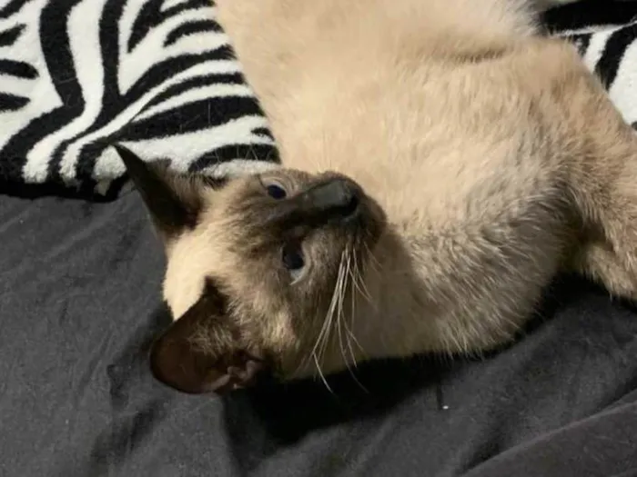 Gato ra a Siamês idade 2 a 6 meses nome Amendoim 