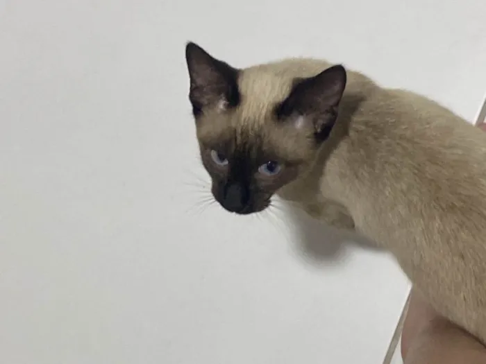 Gato ra a Siamês idade 2 a 6 meses nome Amendoim 
