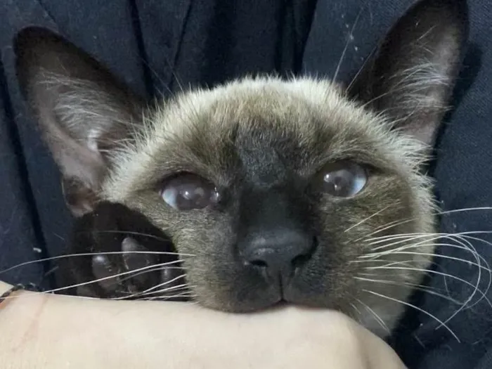 Gato ra a Siamês idade 2 a 6 meses nome Paçoca 