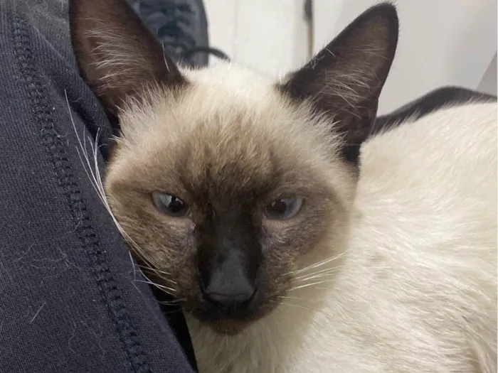 Gato ra a Siamês idade 2 a 6 meses nome Paçoca 