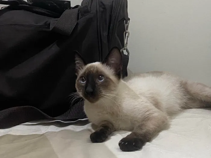 Gato ra a Siamês idade 2 a 6 meses nome Paçoca 