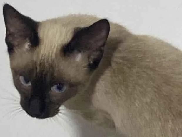 Gato ra a Siamês idade 2 a 6 meses nome Amendoim 