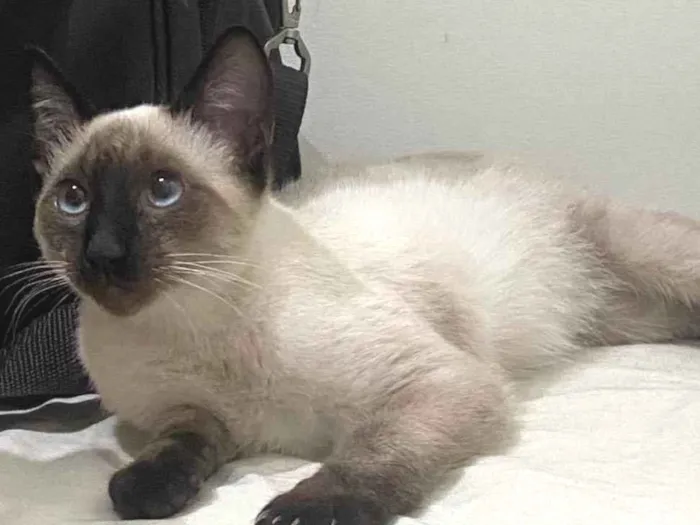 Gato ra a Siamês idade 2 a 6 meses nome Paçoca 