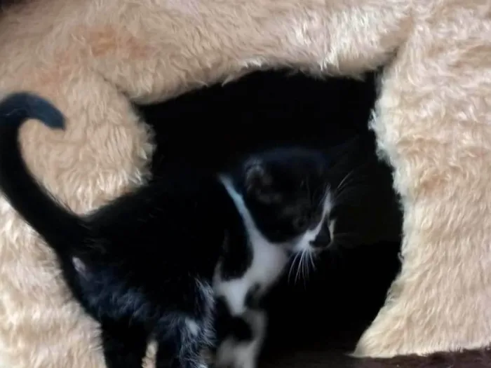 Gato ra a  idade Abaixo de 2 meses nome Sem nome