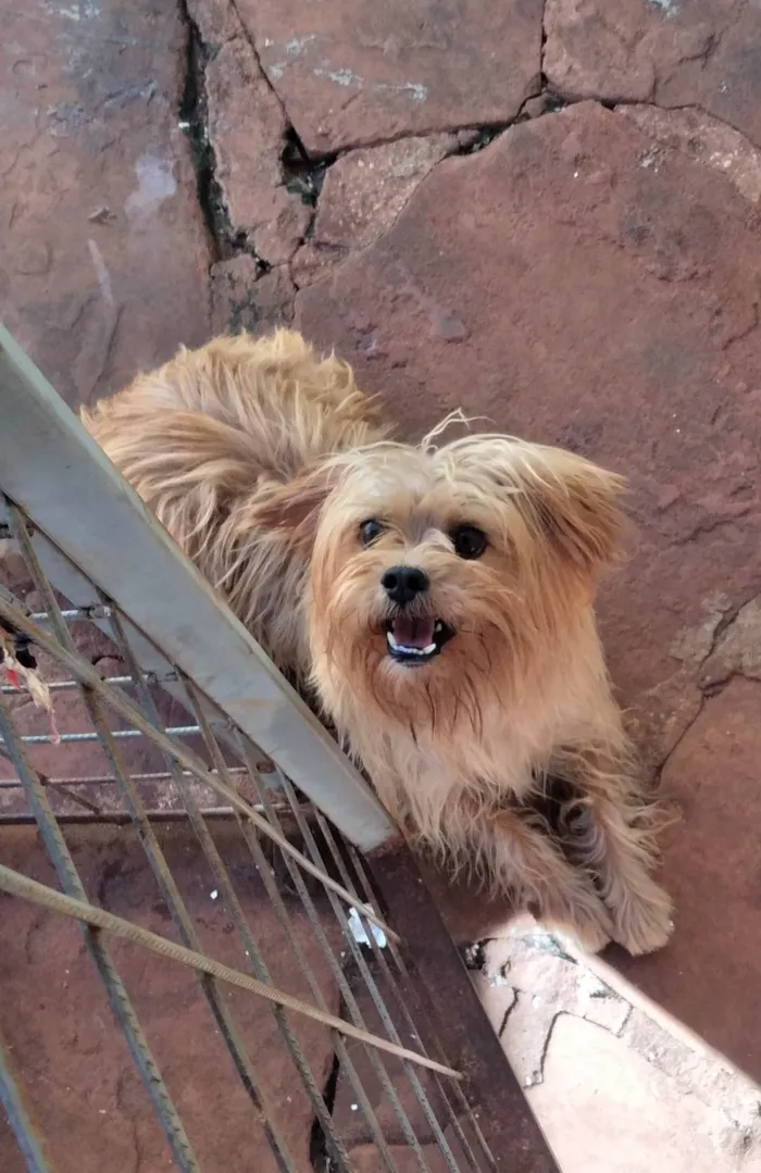 Cachorro ra a  idade  nome Téo