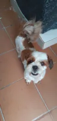 Apolo