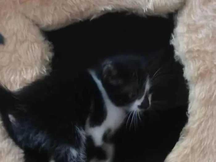 Gato ra a  idade Abaixo de 2 meses nome Sem nome
