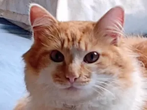Gato raça SRD idade 3 anos nome Cláudio