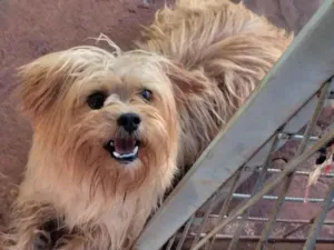 Cachorro raça  idade  nome Téo