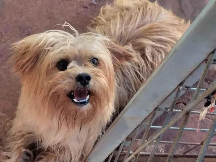 Cachorro ra a  idade  nome Téo
