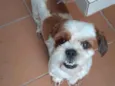 Apolo