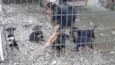 Filhotes de cachorro