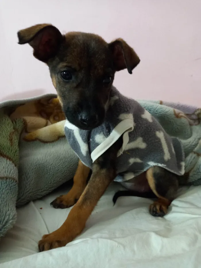Cachorro ra a SRD-ViraLata idade 2 a 6 meses nome Maia