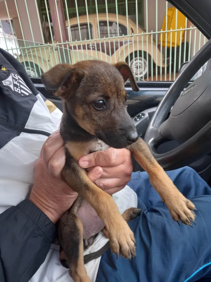 Cachorro ra a SRD-ViraLata idade 2 a 6 meses nome Maia