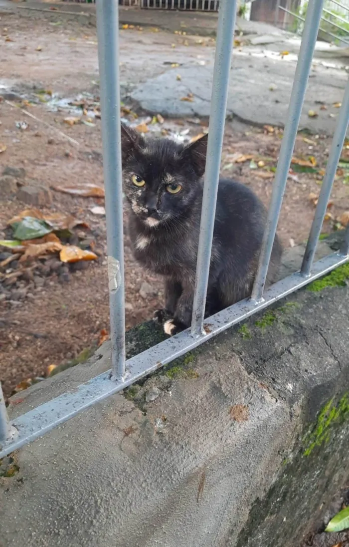 Gato ra a SRD idade 2 a 6 meses nome Mel