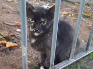 Gato raça SRD idade 2 a 6 meses nome Mel
