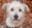 Chiquinho 
