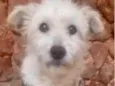 Chiquinho 
