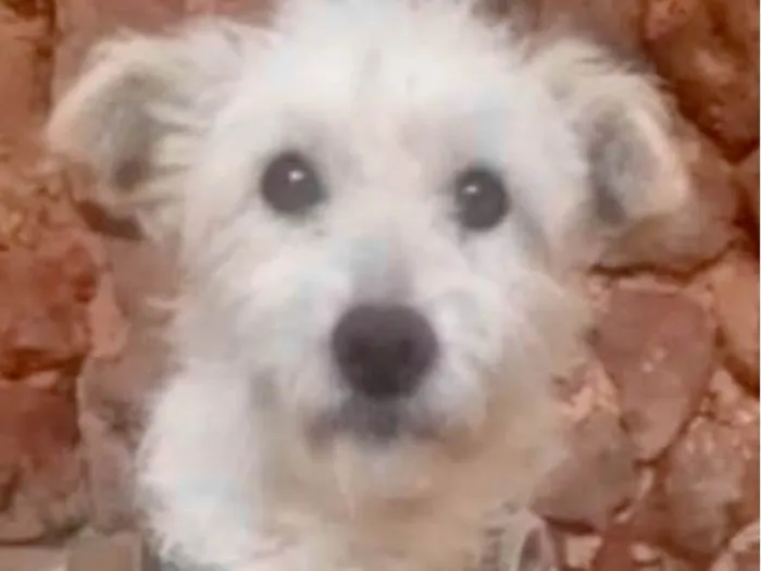 Cachorro ra a Mestico  idade 7 a 11 meses nome Chiquinho 