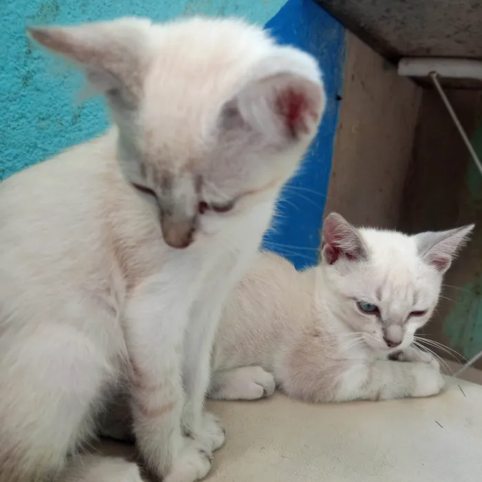 Gato raça Tonquinês  idade 2 a 6 meses nome Lily e Jorginho