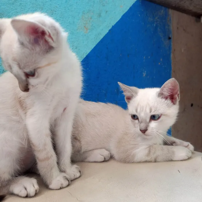Gato raça Tonquinês  idade 2 a 6 meses nome Lily e Jorginho