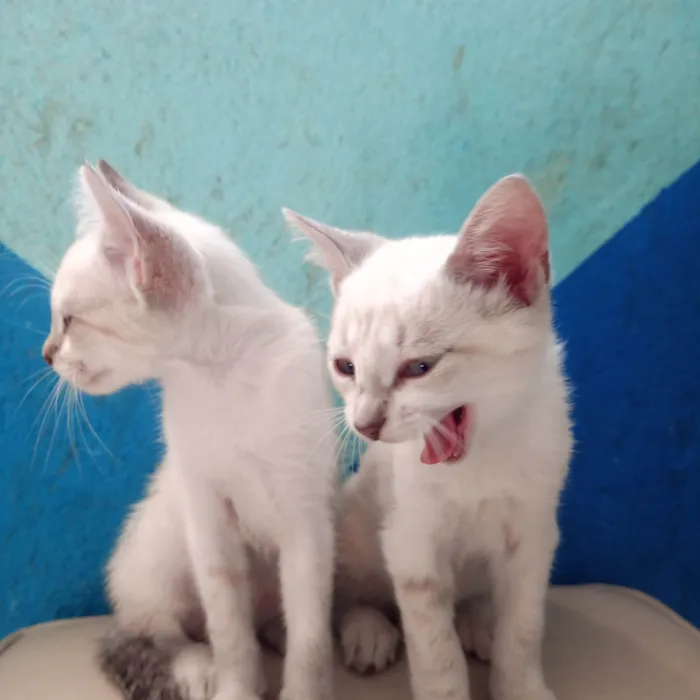 Gato raça Tonquinês  idade 2 a 6 meses nome Lily e Jorginho