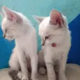 Lily e Jorginho